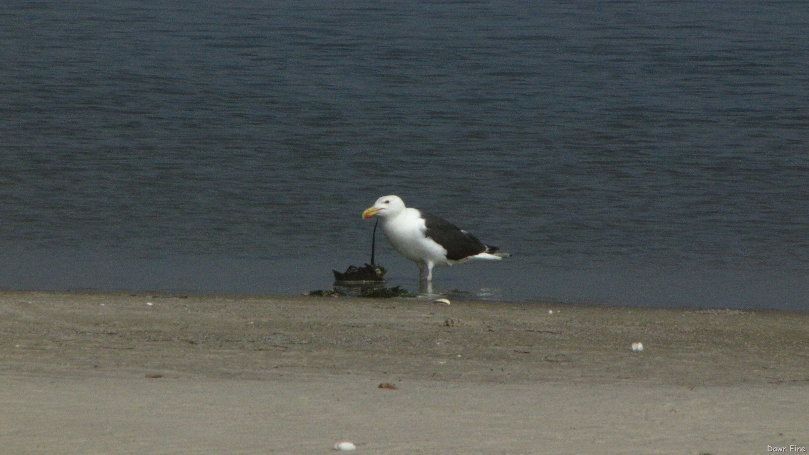 [southbeachbirding_0173.jpg]