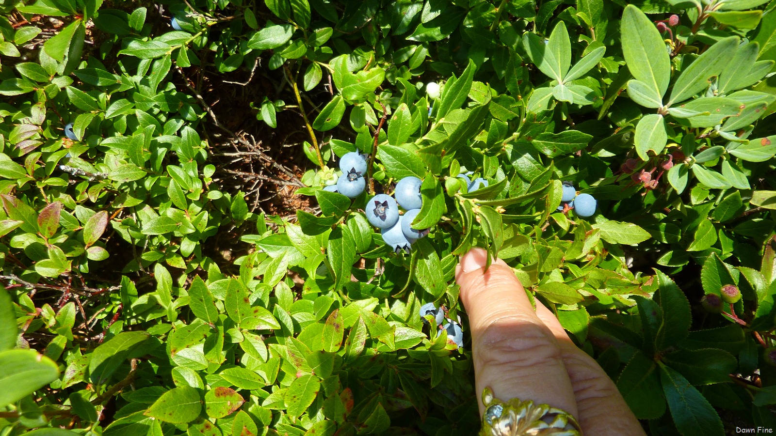 [Sargentmountainhike_1643.jpg]