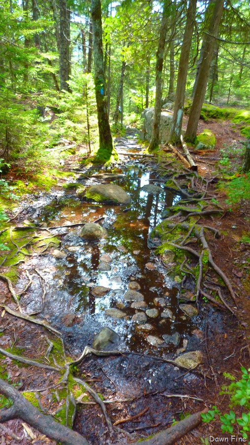 [Sargentmountainhike_1924.jpg]