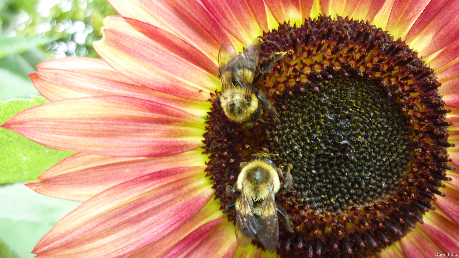 [Heritagegardens_0584.jpg]