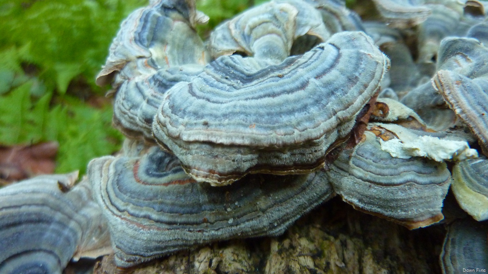 [Bluffpoint_0098.jpg]