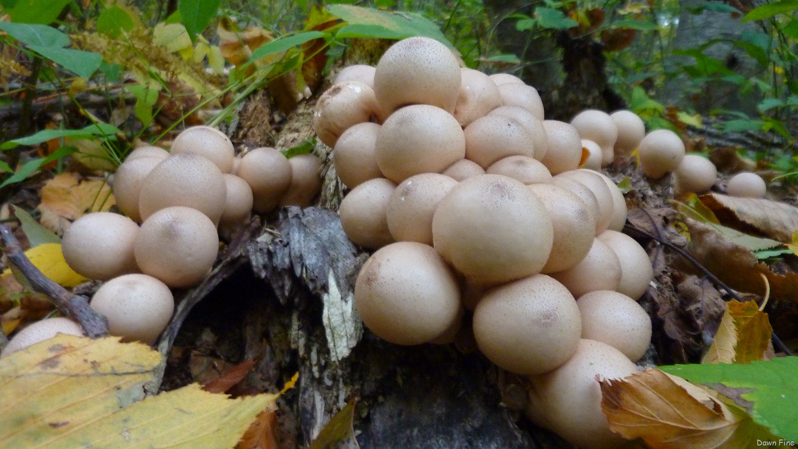 [bluff point_006 (2)[3].jpg]