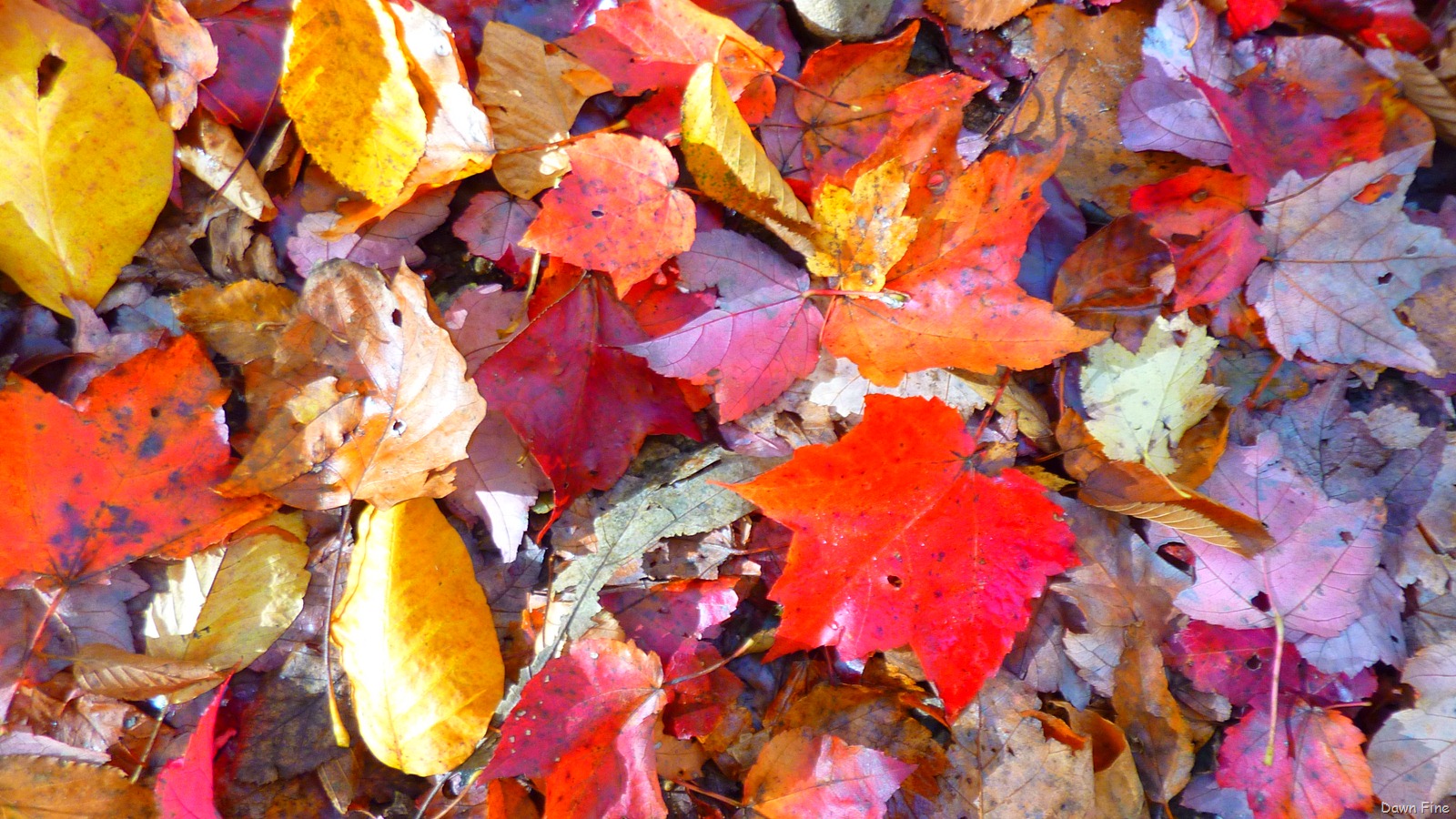 [Autumn_037[9].jpg]