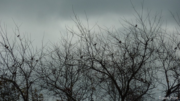 [Bluff point _039[3].jpg]