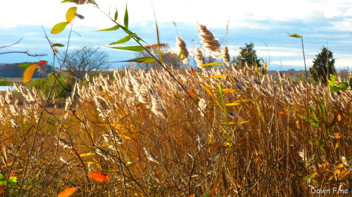 [Bluff point _098[5].jpg]