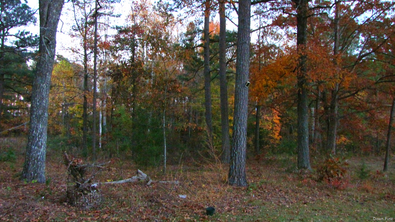 [around dells and craigys_019[6].jpg]