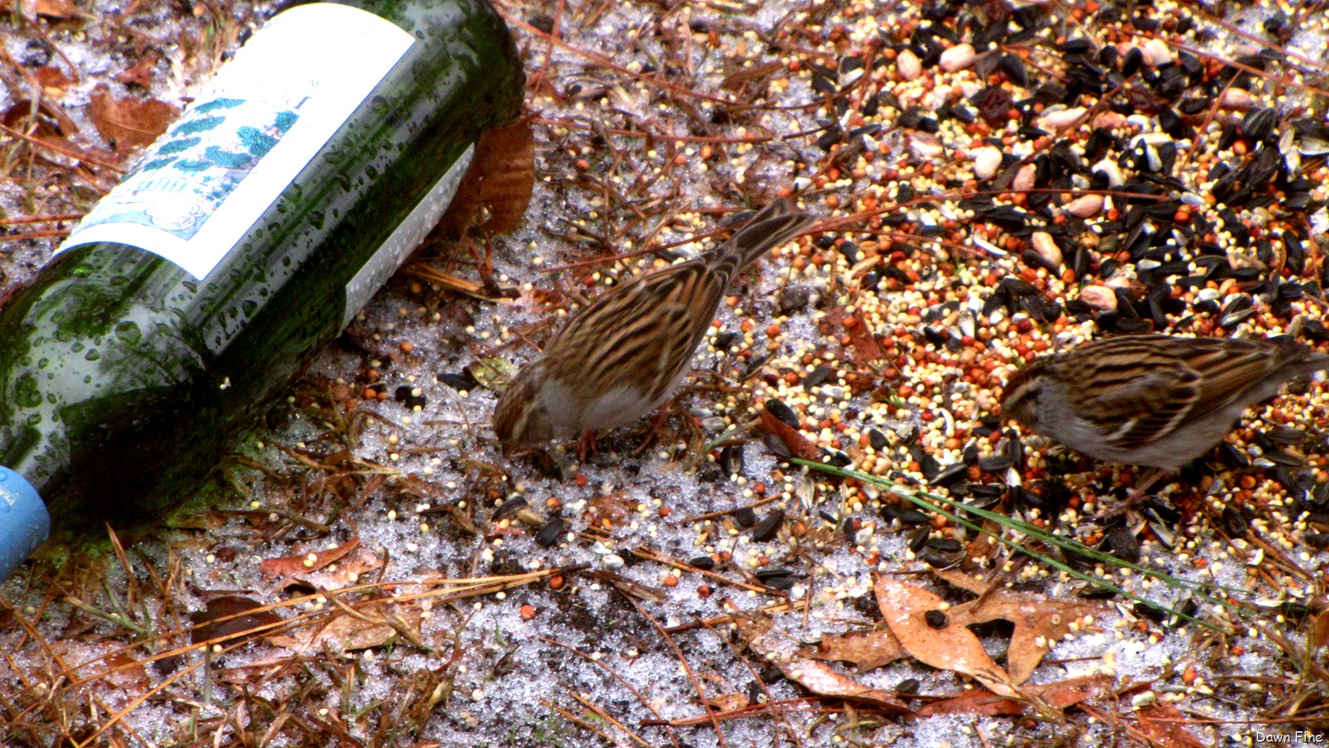 [birds carthage feeders_037[2].jpg]