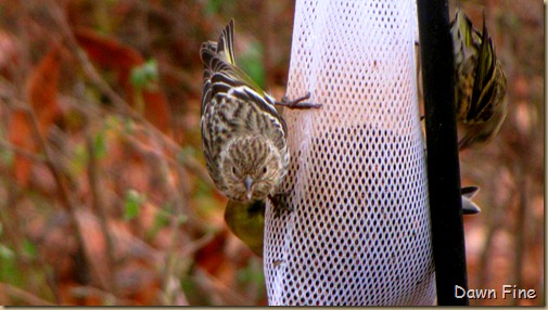 birds carthage feeders_001 birds carthage feeders_001