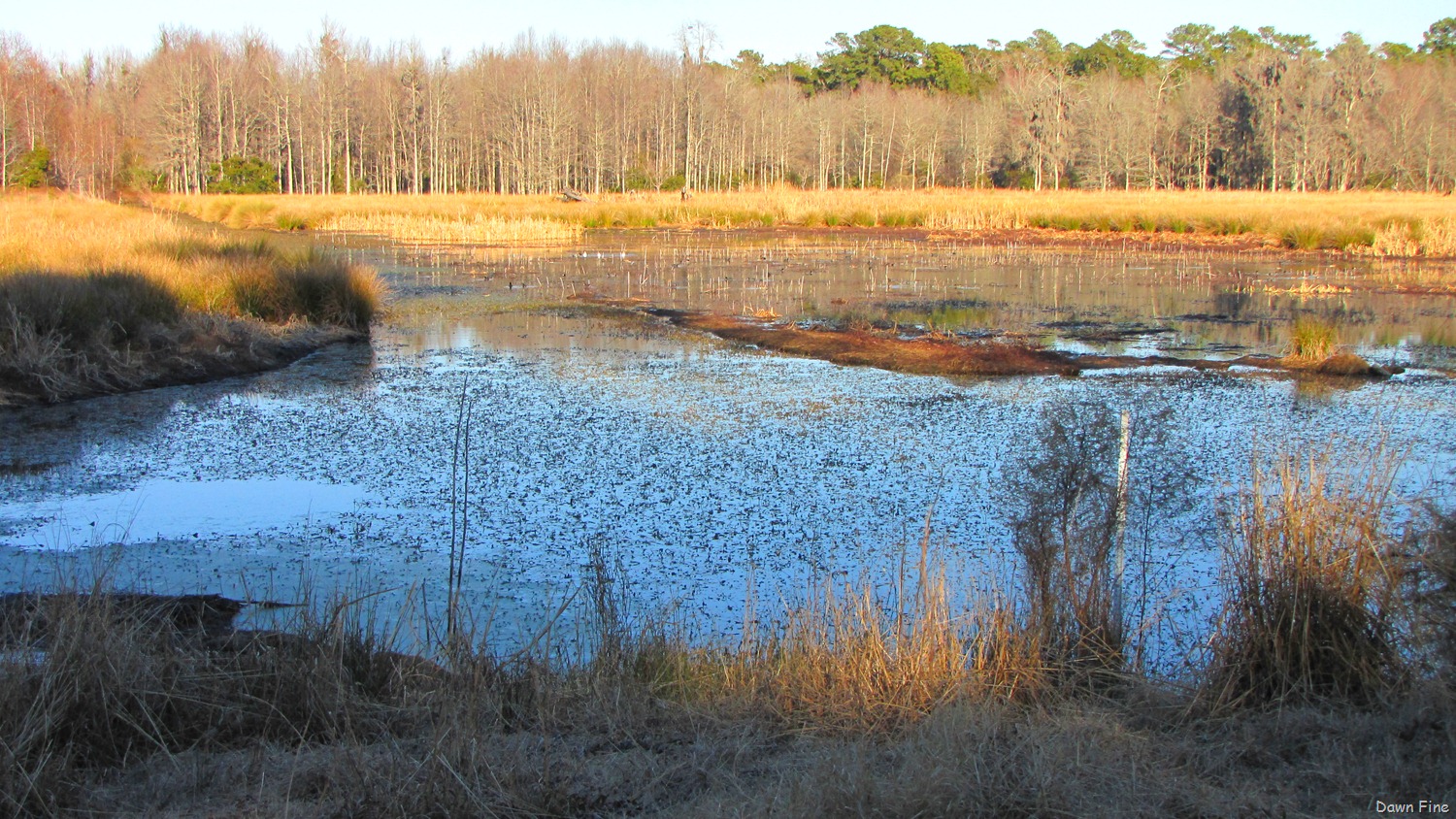 [Harris Neck NWR_020[5].jpg]