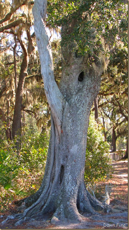harris neck nwr_074