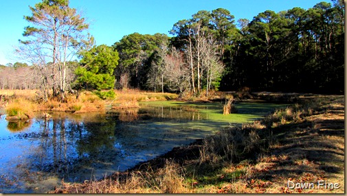 harris neck nwr_089