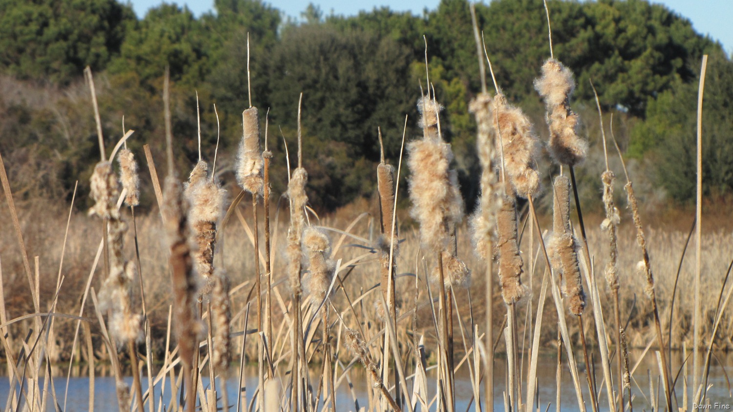 [harris-neck-nwr_155.jpg]