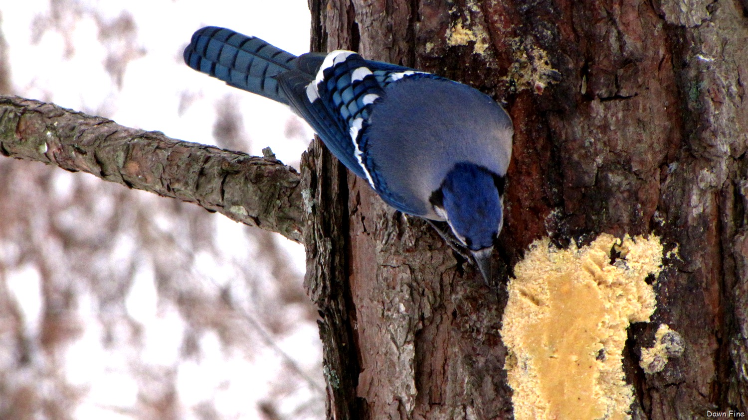 [Snowstorm_064[2].jpg]