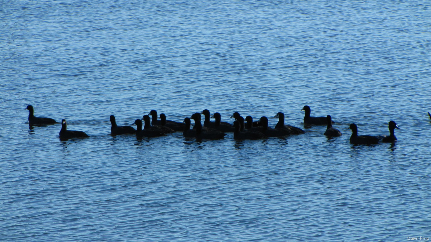 [Viera-wetlands_0934.jpg]