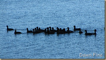 Viera wetlands_093