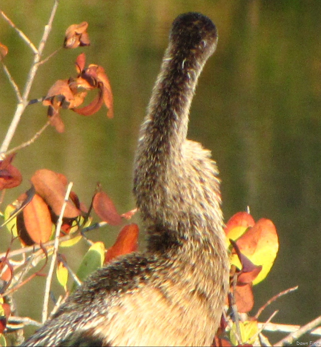 [Black Point drive, Gator road_098[4].jpg]