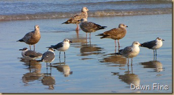 pond and gull fly in_112