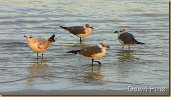 pond and gull fly in_293