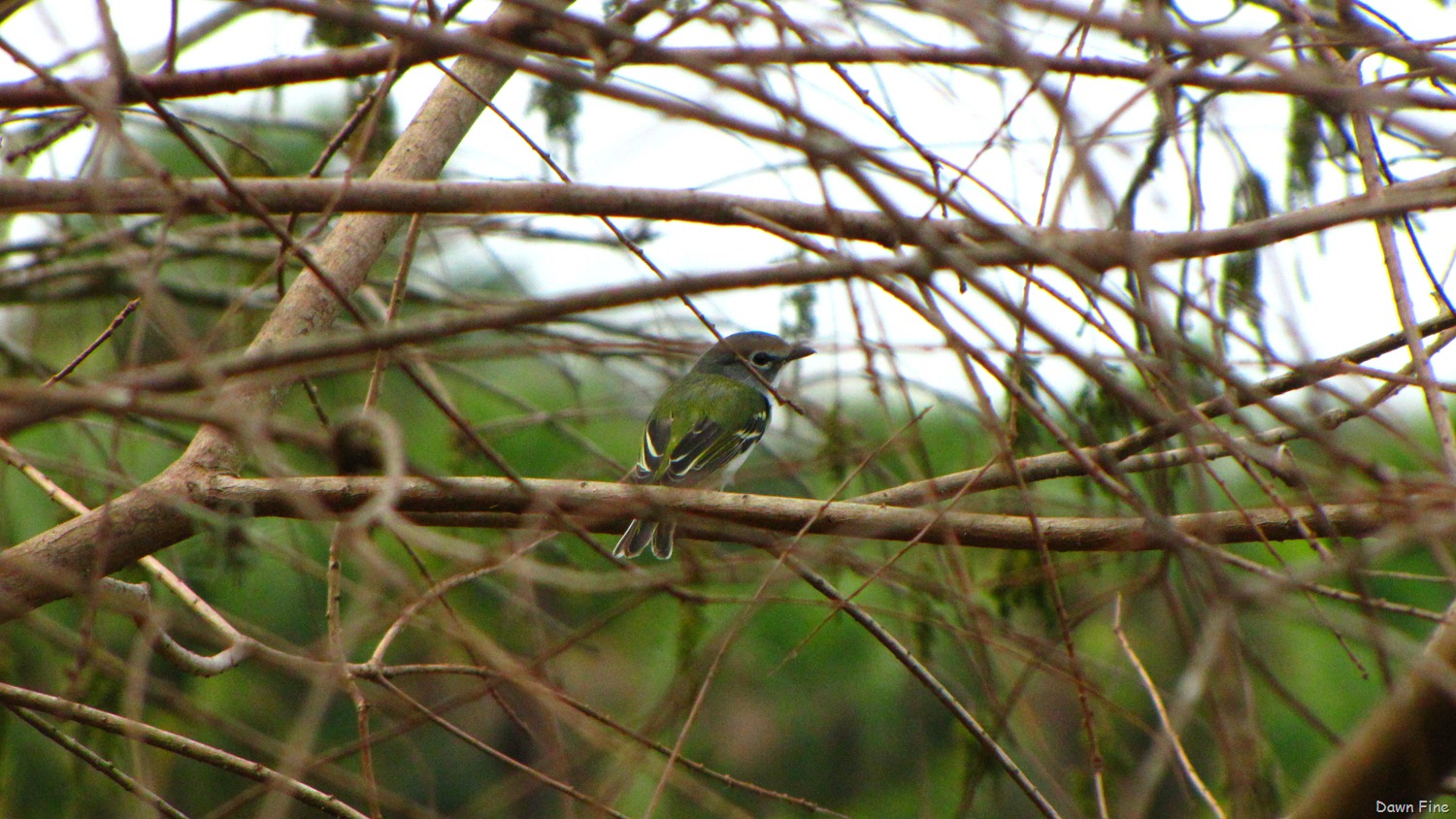 [Green Cay_154[5].jpg]