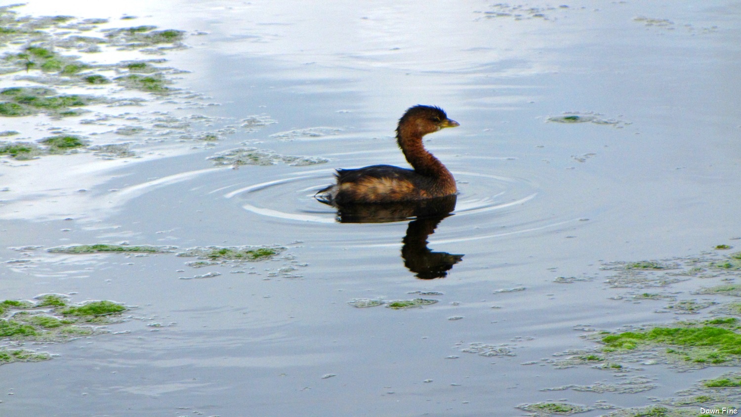 [Green Cay_066[13].jpg]