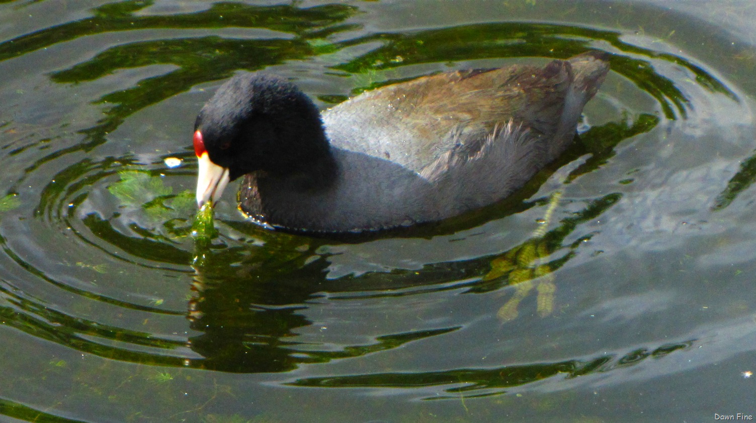 [Green Cay_064[9].jpg]