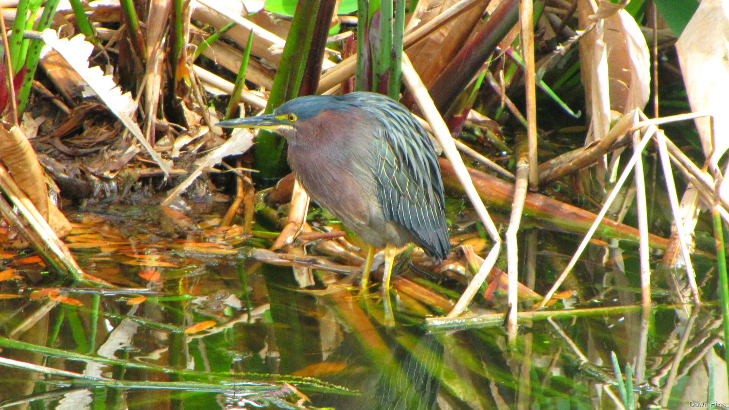 [Green Heron (7)[5].jpg]