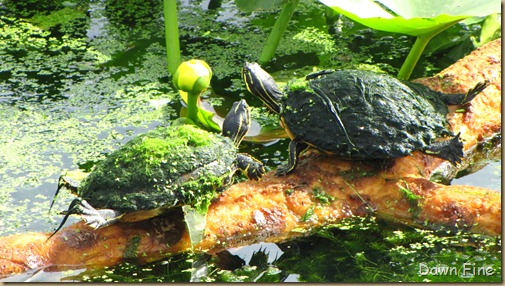 Turtles (1)