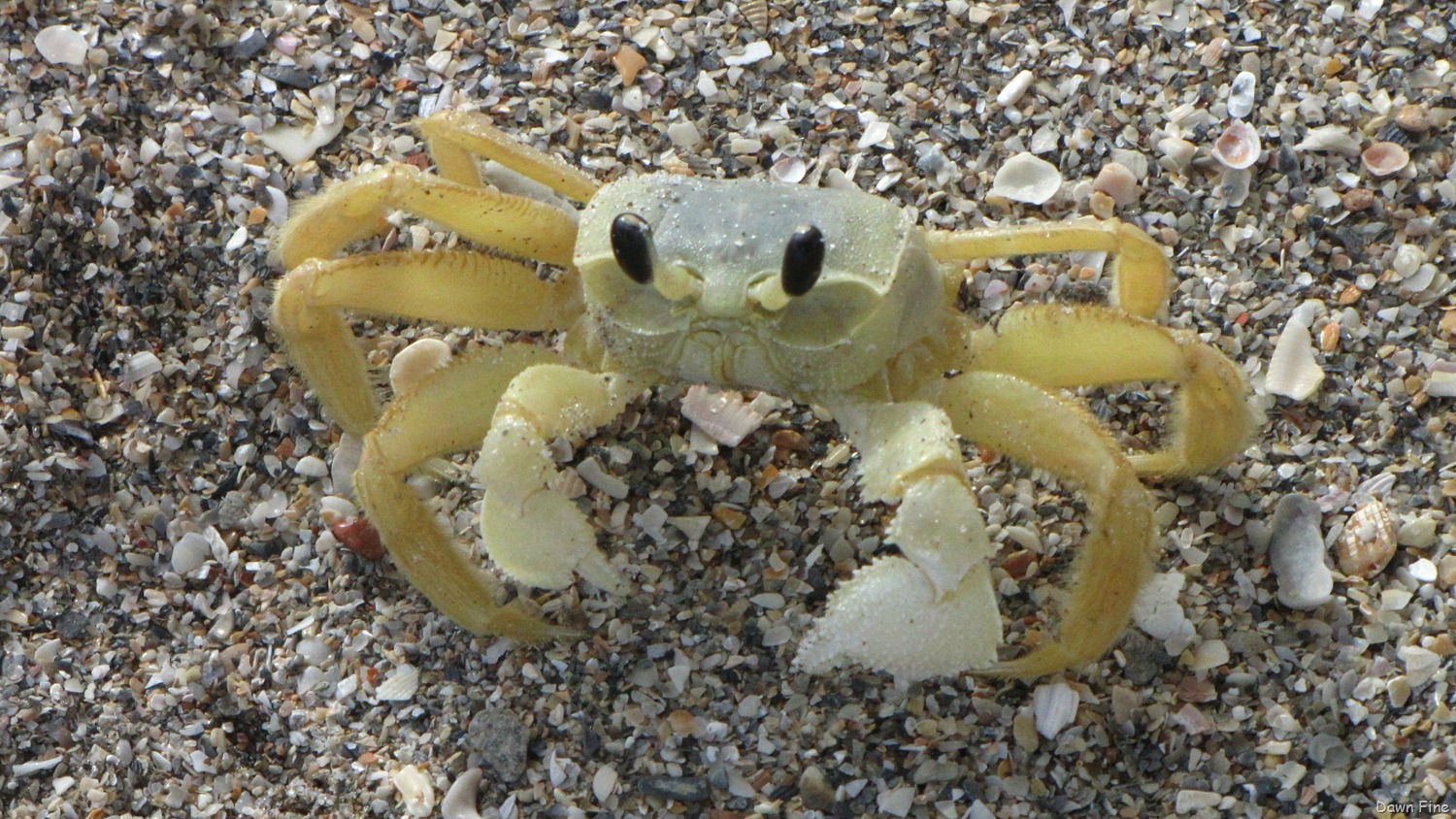 [Hutchinson-Island_0393.jpg]