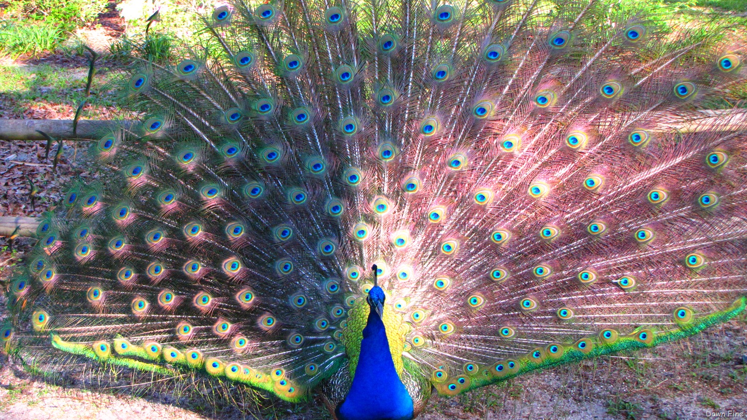 [PEACOCK_0124.jpg]