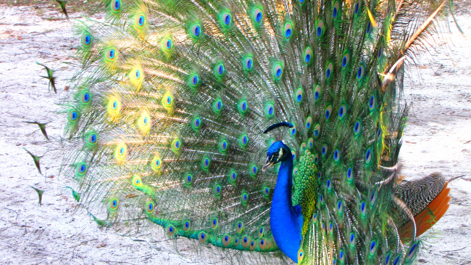 [PEACOCK_0077.jpg]