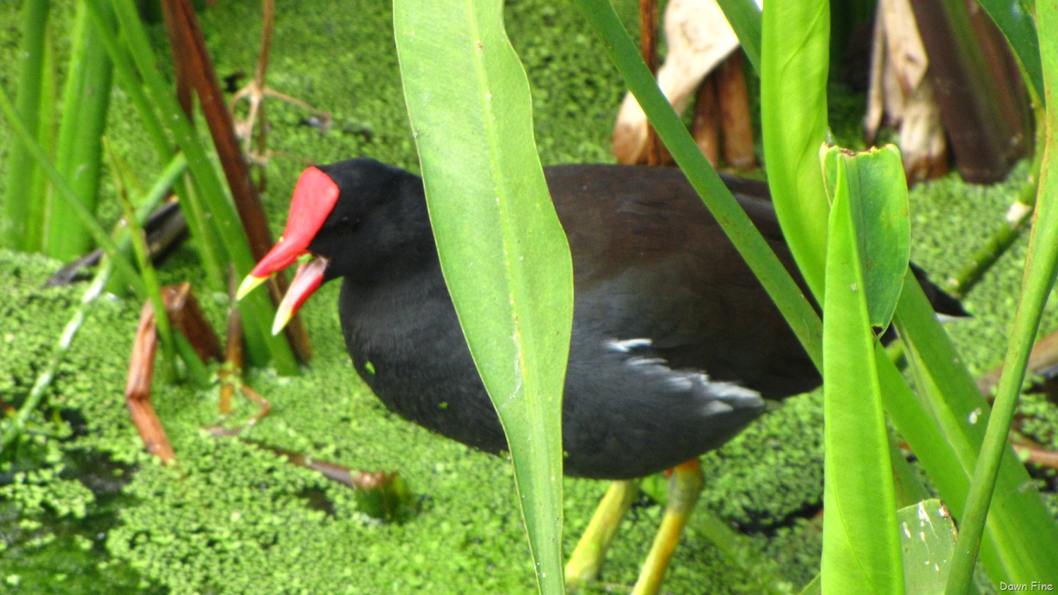 [moorhen-27.jpg]