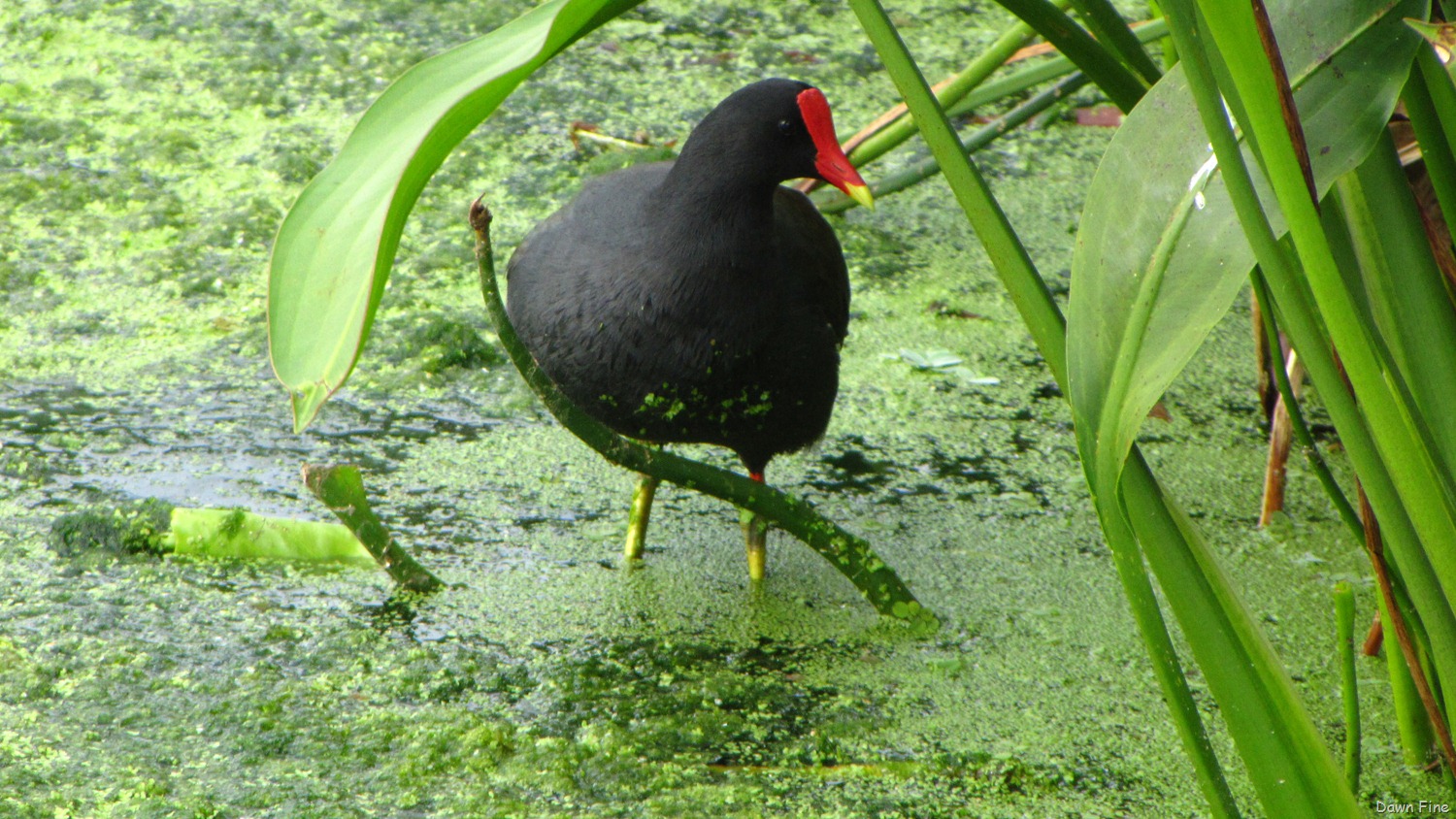 [moorehen8.jpg]