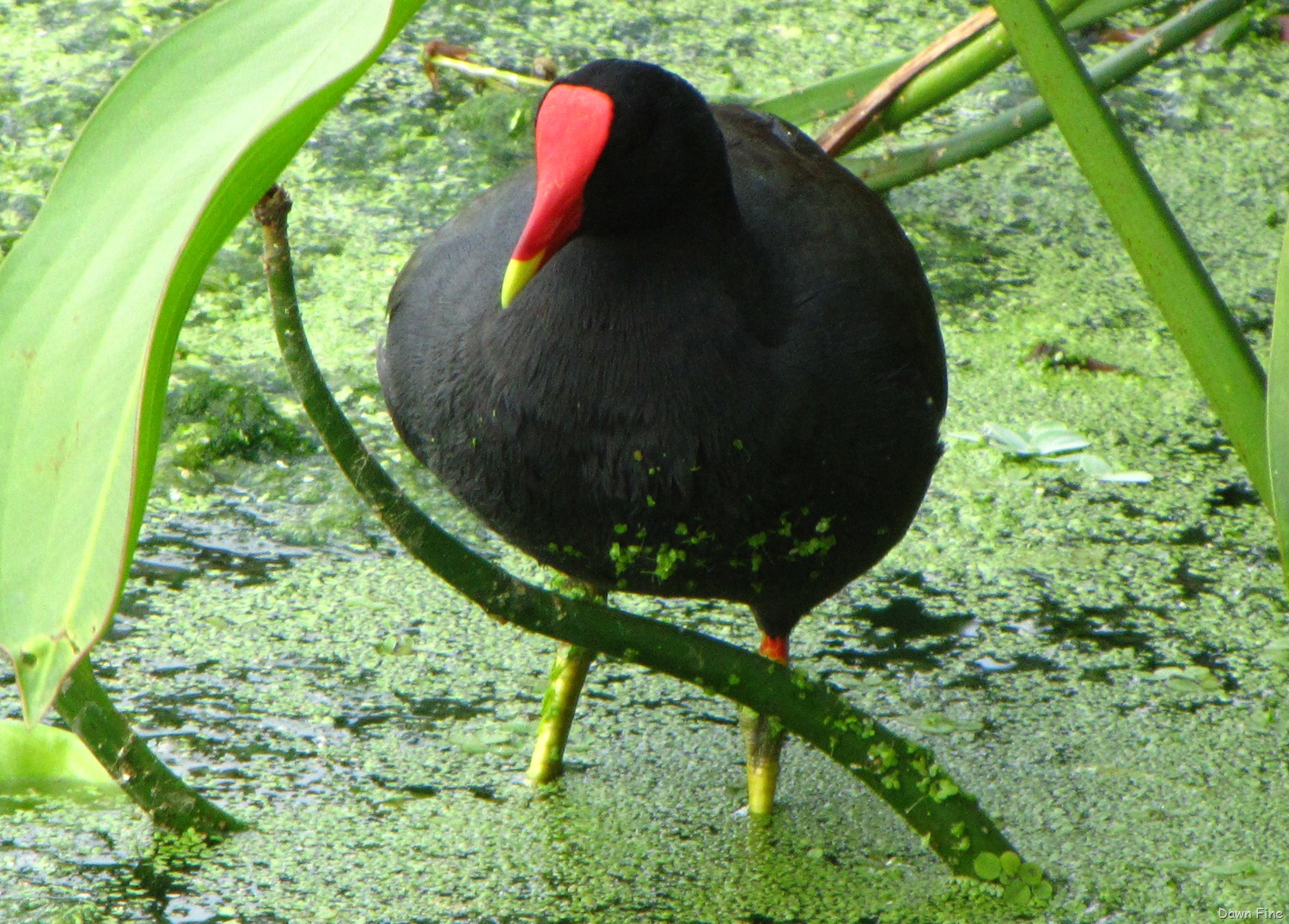 [moorhen-18.jpg]
