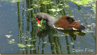 moorhen (13)