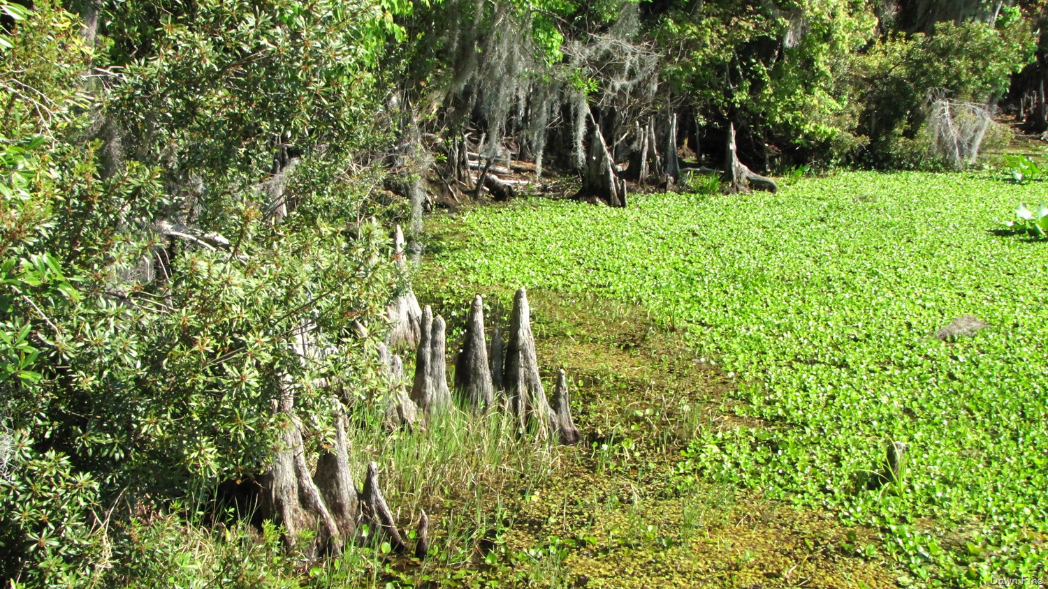 [Ocala NF_032[3].jpg]