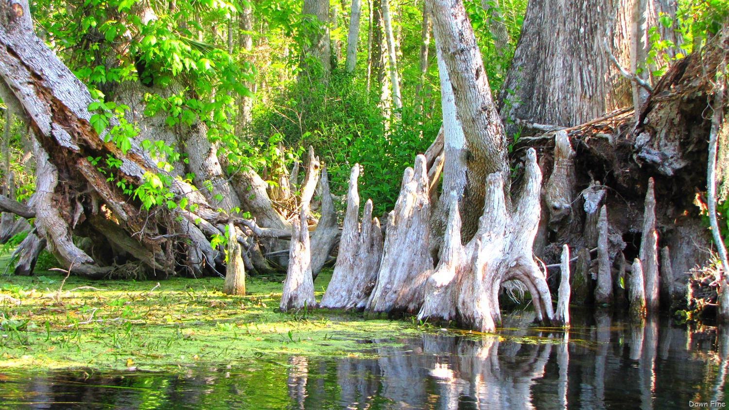 [Silver-Springs-State-Park_0597.jpg]