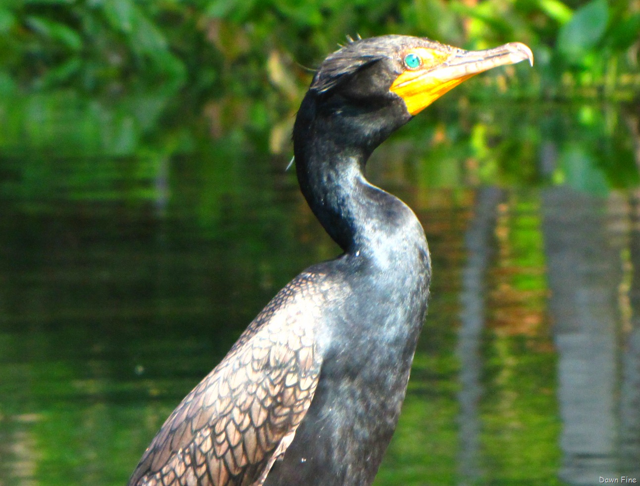 [Silver-Springs-State-Park_0858.jpg]