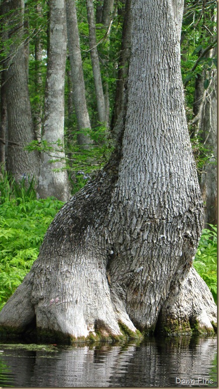 Silver Springs State Park_164