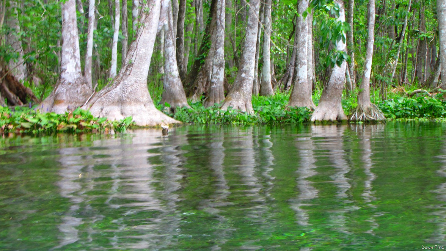 [Silver-Springs-State-Park_1734.jpg]