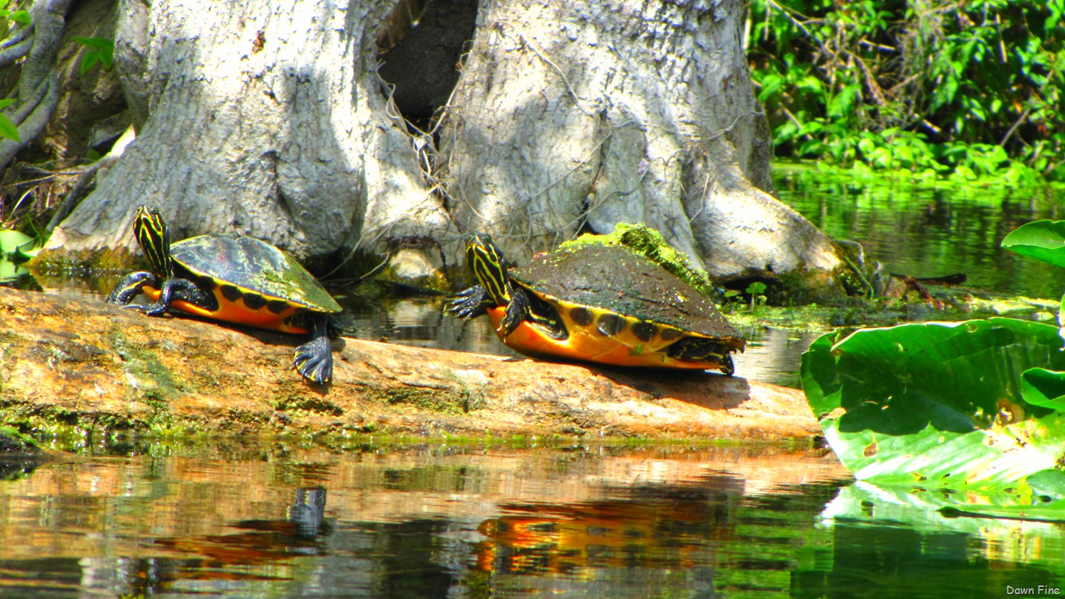 [Silver-Springs-State-Park_2243.jpg]