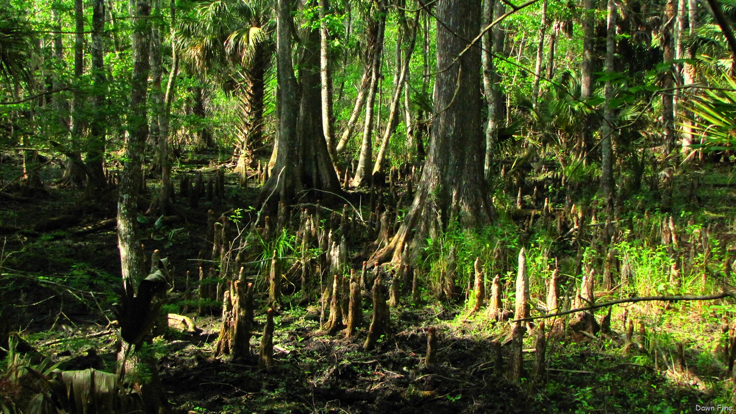 [Silver-Springs-State-Park_2634.jpg]