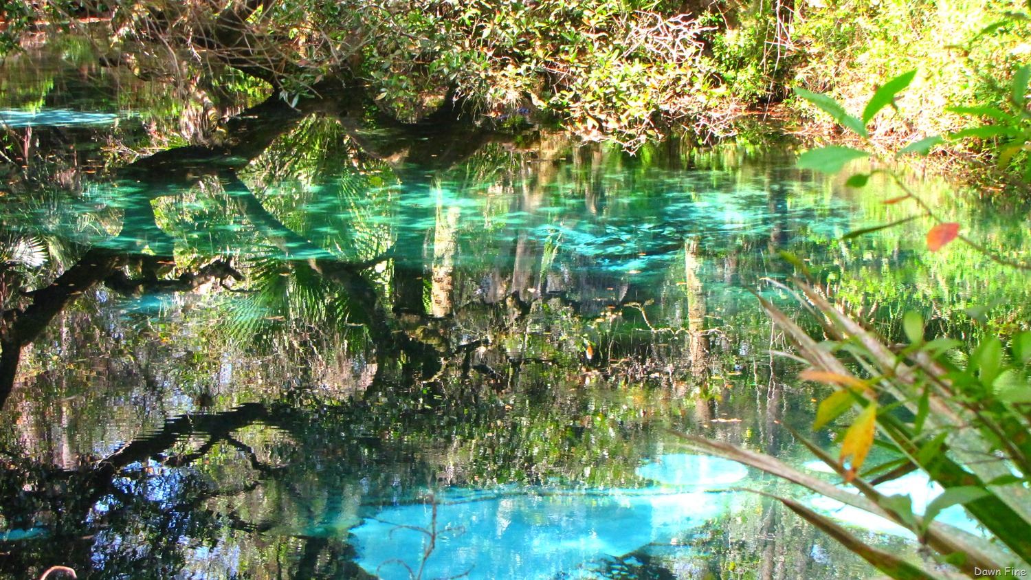 [juniper-and-Alexander-springs_1014.jpg]