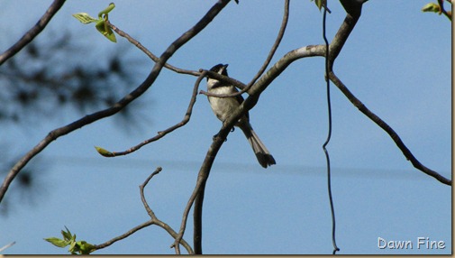 yard birding_035