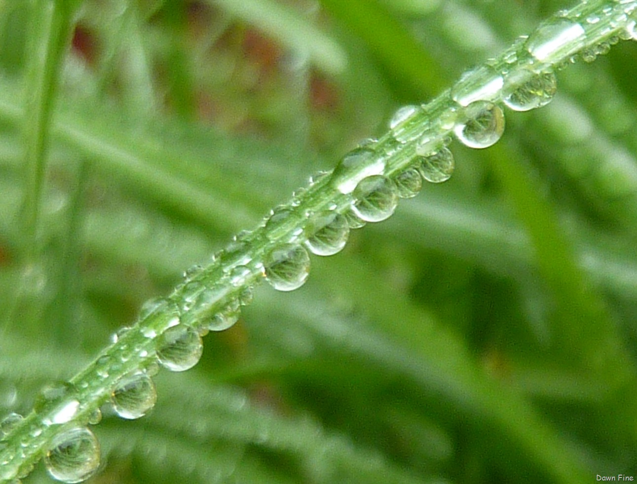 [Water-droplets-and-flowers_0024.jpg]