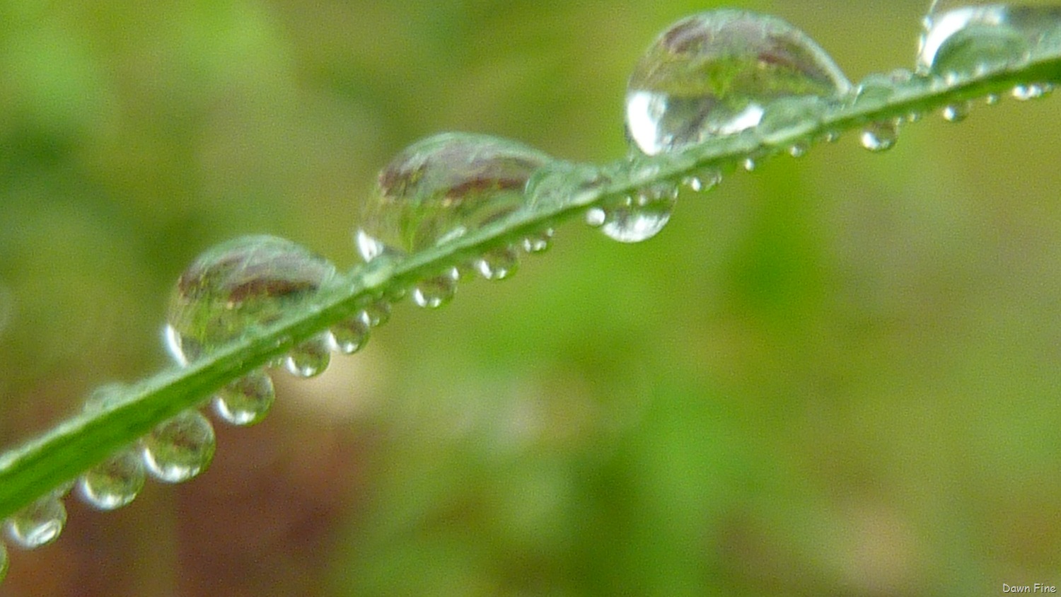 [Water-droplets-and-flowers_0063.jpg]