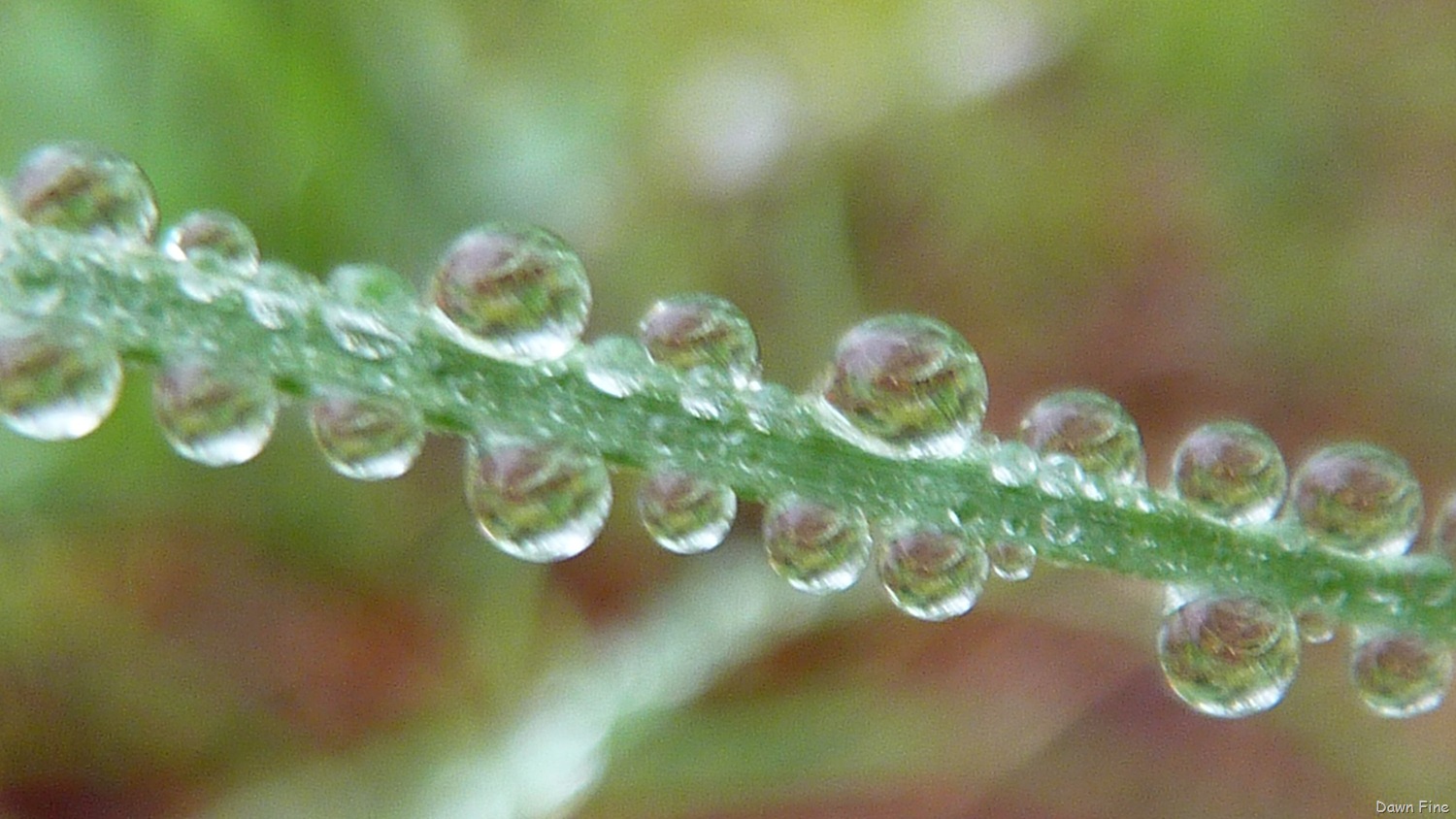 [Water-droplets-and-flowers_0093.jpg]