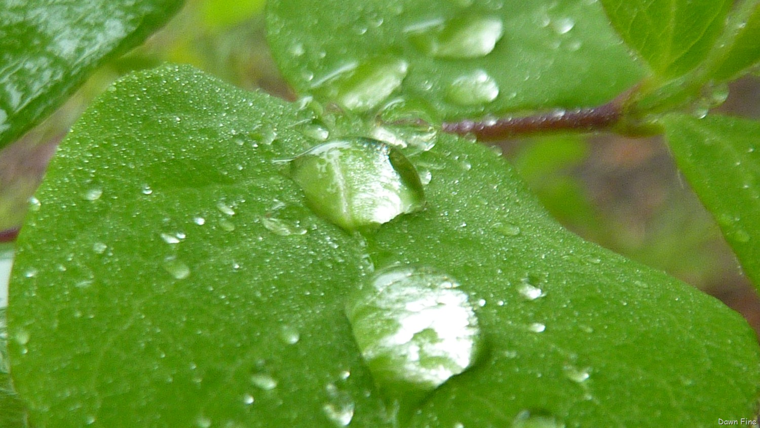 [Water-droplets-and-flowers_0643.jpg]