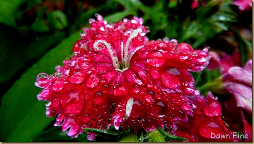 Water droplets and flowers_043