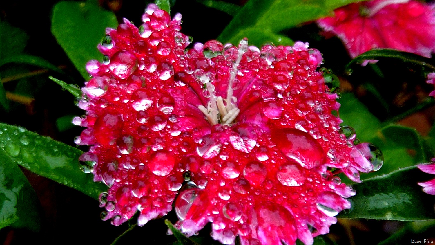[Water droplets and flowers_048[4].jpg]