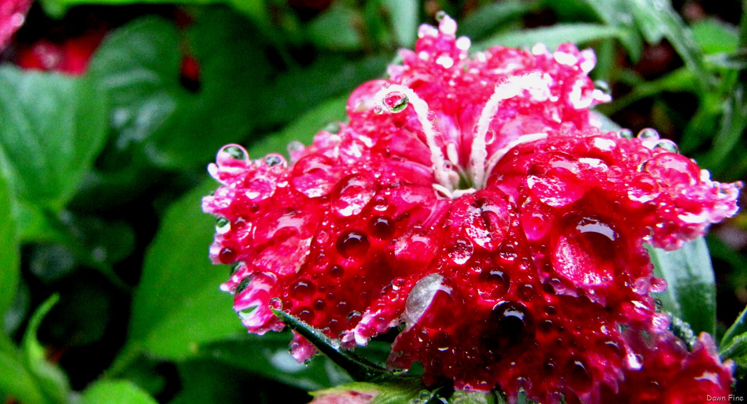 [Water droplets and flowers_012 (1)[6].jpg]